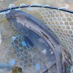 今季２匹目のイトウをキャッチ ～フィッシングパーク高島の泉～